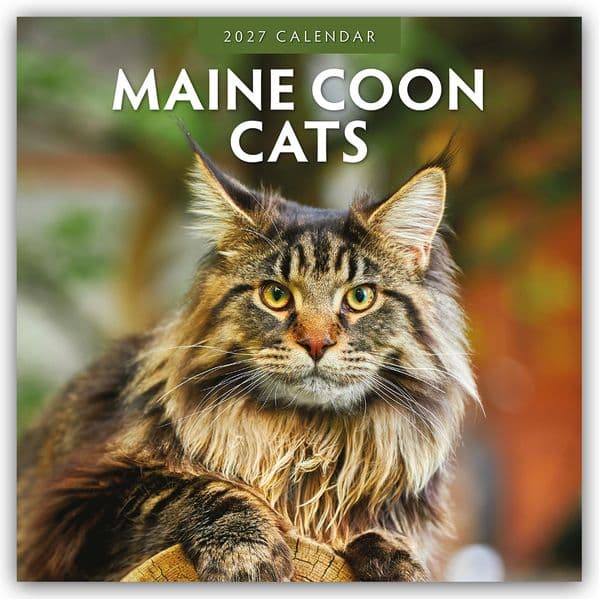 Maine Coon Cats - Maine Coon Katzen 2027 - 16-Monatskalender