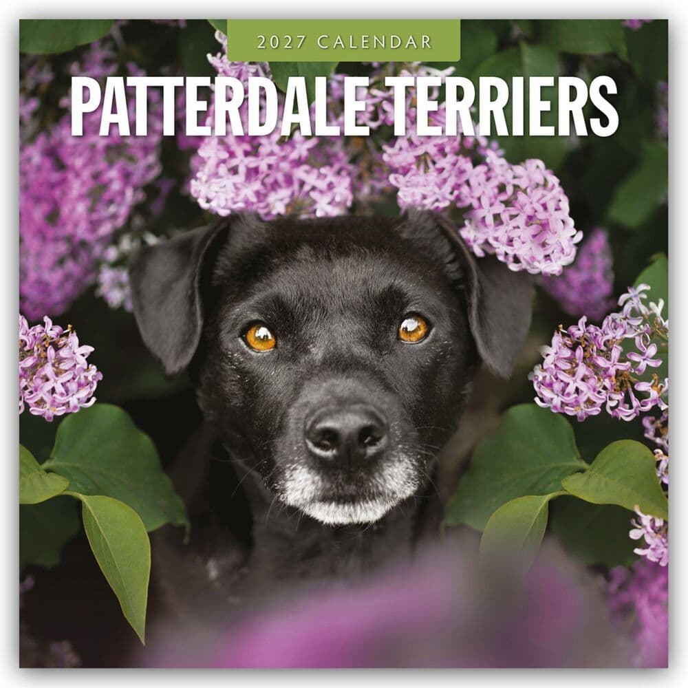 Patterdale Terriers - Patterdale Terrier - Schwarzer Terrier 2027 - 16-Monatskalender