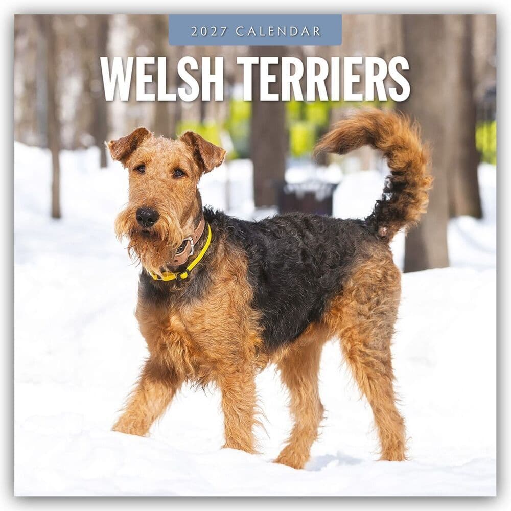 Welsh Terriers - Welsh Terrier 2027 - 16-Monatskalender