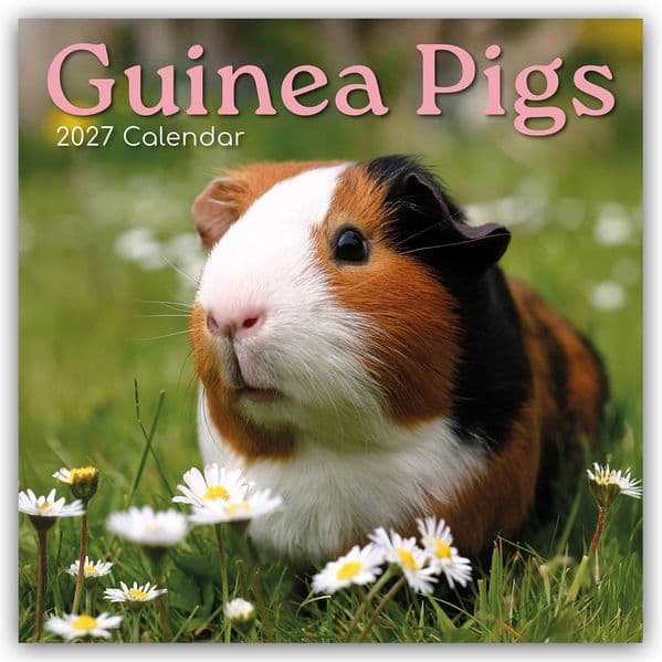 Guinea Pigs - Meerschweinchen 2027 - 16-Monatskalender