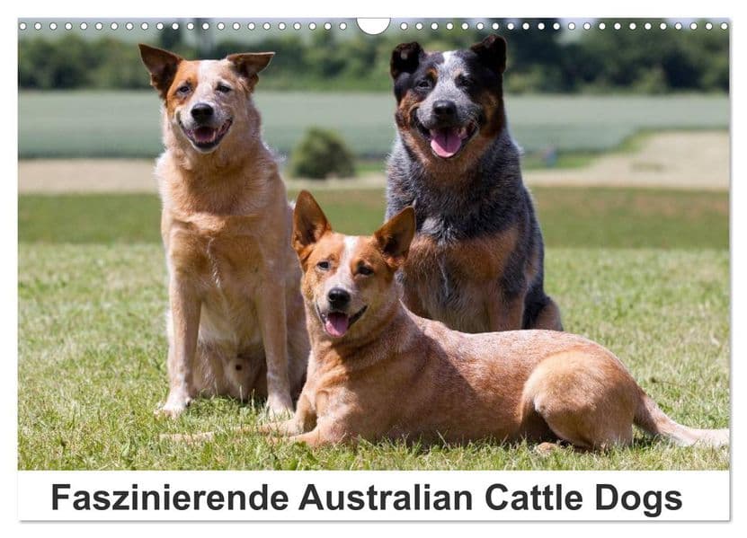 Faszinierende Australian Cattle Dogs (Wandkalender 2027 DIN A3 quer), CALVENDO Monatskalender