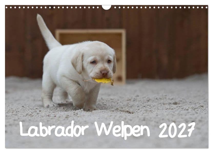 Labrador Welpen (Wandkalender 2027 DIN A3 quer), CALVENDO Monatskalender