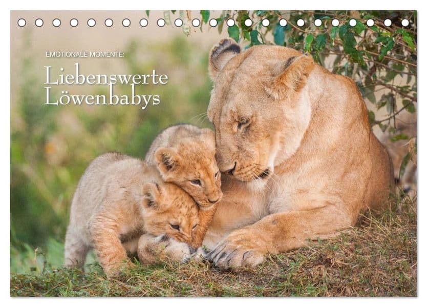 Emotionale Momente: Liebenswerte Löwenbabys / CH-Version (Tischkalender 2027 DIN A5 quer), CALVENDO Monatskalender