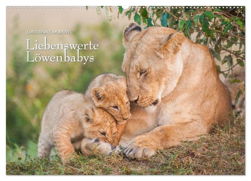 Emotionale Momente: Liebenswerte Löwenbabys / CH-Version (Wandkalender 2027 DIN A2 quer), CALVENDO Monatskalender