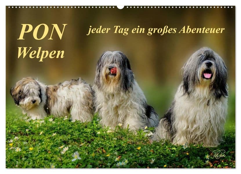 PON - Welpen, jeder Tag ein großes Abenteuer (Wandkalender 2027 DIN A2 quer), CALVENDO Monatskalender