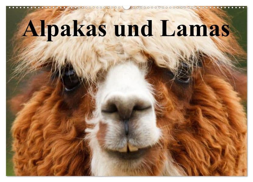 Alpakas und Lamas (Wandkalender 2027 DIN A2 quer), CALVENDO Monatskalender
