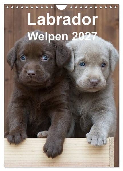 Labrador Welpen (Wandkalender 2027 DIN A4 hoch), CALVENDO Monatskalender