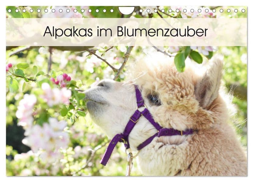 Alpakas im Blumenzauber (Wandkalender 2027 DIN A4 quer), CALVENDO Monatskalender