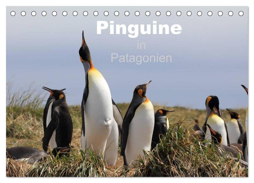 Pinguine in Patagonien (Tischkalender 2027 DIN A5 quer), CALVENDO Monatskalender