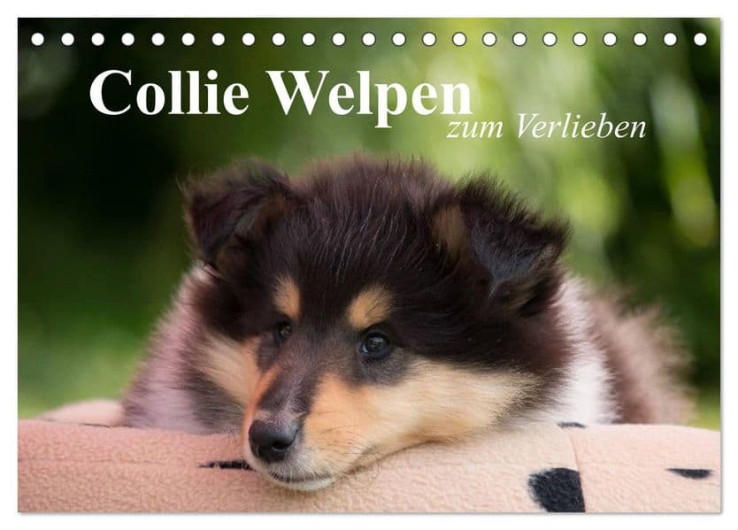Collie Welpen zum Verlieben (Tischkalender 2027 DIN A5 quer), CALVENDO Monatskalender
