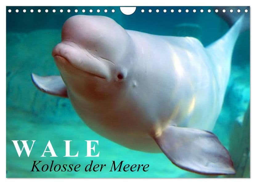 Wale - Kolosse der Meere (Wandkalender 2027 DIN A4 quer), CALVENDO Monatskalender
