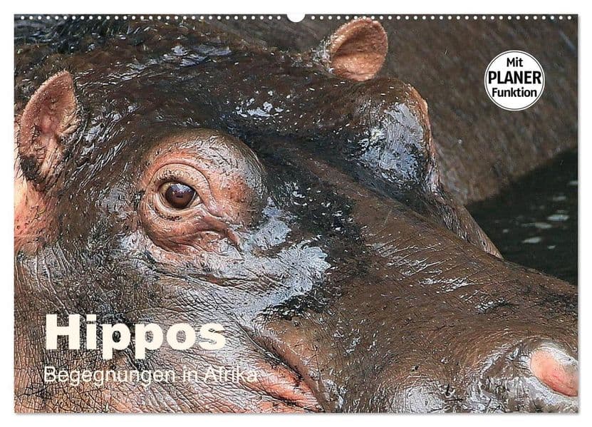 Hippos - Begegnungen in Afrika (Wandkalender 2027 DIN A2 quer), CALVENDO Monatskalender