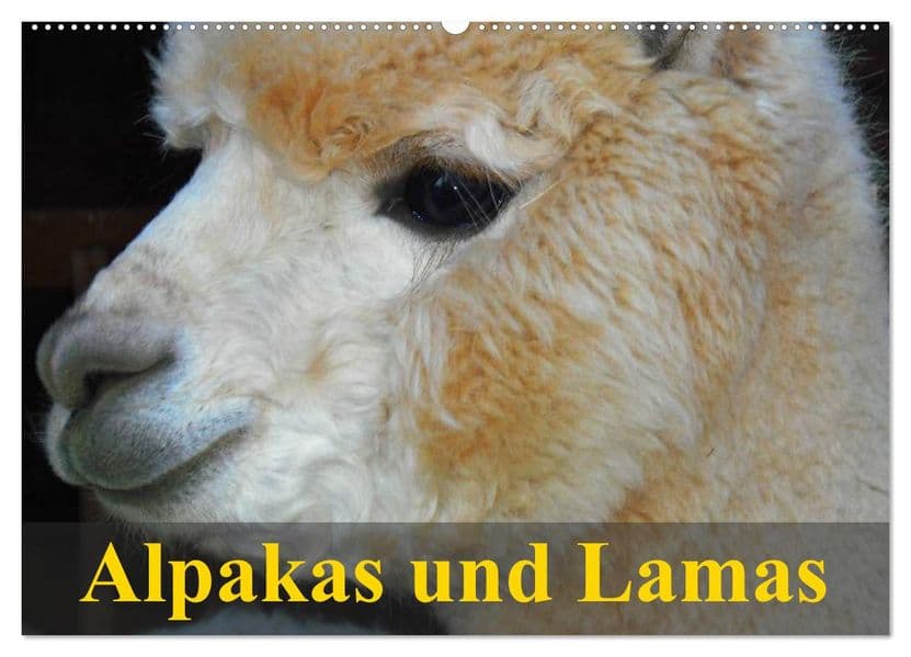 Alpakas und Lamas (Wandkalender 2027 DIN A2 quer), CALVENDO Monatskalender