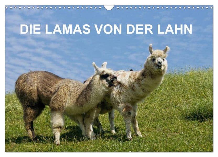 DIE LAMAS VON DER LAHN (Wandkalender 2027 DIN A3 quer), CALVENDO Monatskalender