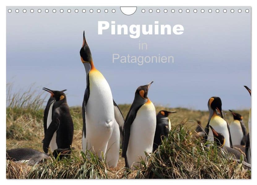 Pinguine in Patagonien (Wandkalender 2027 DIN A4 quer), CALVENDO Monatskalender