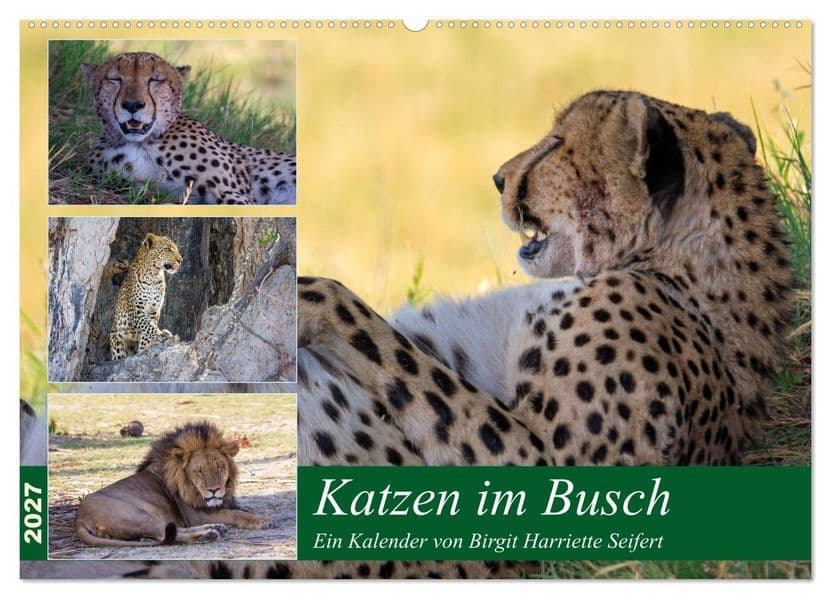 Katzen im Busch (Wandkalender 2027 DIN A2 quer), CALVENDO Monatskalender