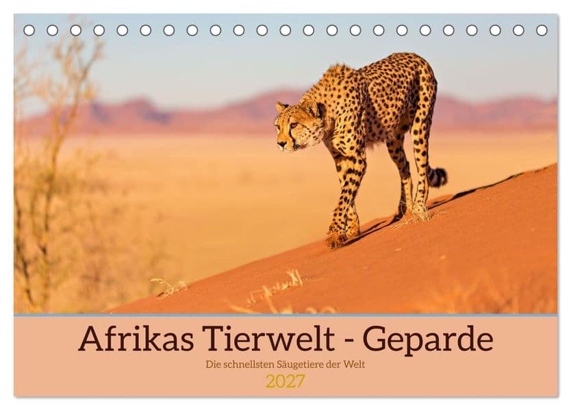 Afrikas Tierwelt - Geparde (Tischkalender 2027 DIN A5 quer), CALVENDO Monatskalender